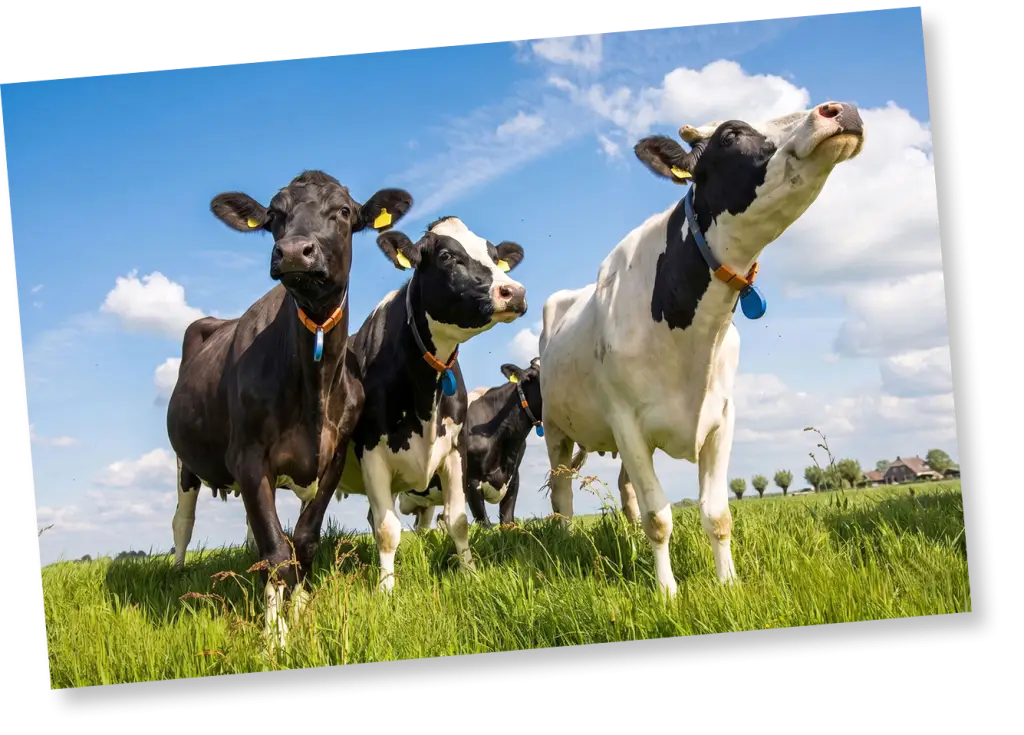 Koeien in de wei bij Boerderijs